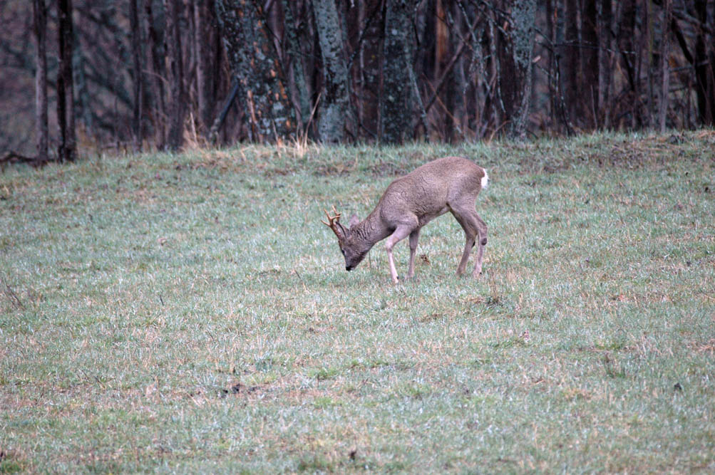 Il Capriolo